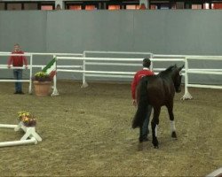 dressage horse Adde Mich (Westphalian, 2009, from Albaran xx)