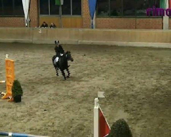 broodmare Fatima (Hessian Warmblood, 1990, from Fürstengold)