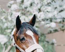 jumper Ciao Bella 22 (Oldenburg show jumper, 2016, from Cartwright 2)