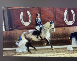 dressage horse Darky Boy (Pony without race description, 2011)