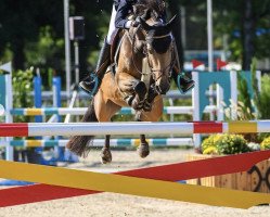 jumper Caramello (Pony without race description, 2013)