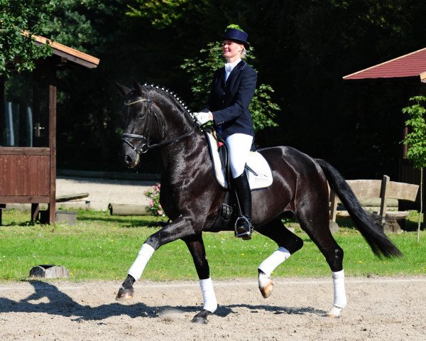 stallion Schumacher (Westphalian, 2005, from Stedinger)