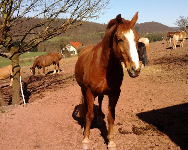horse Phönix (Hessian Warmblood, 1992, from Philippo)