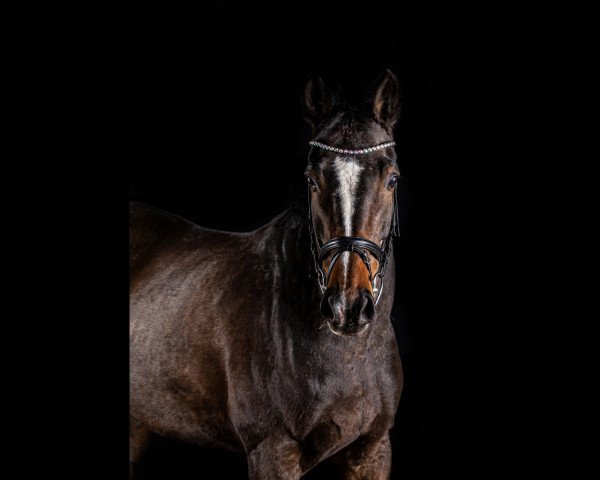 Springpferd Davina van het Venushof (Belgisches Warmblut, 2003, von Lambada van Berkenbroeck)