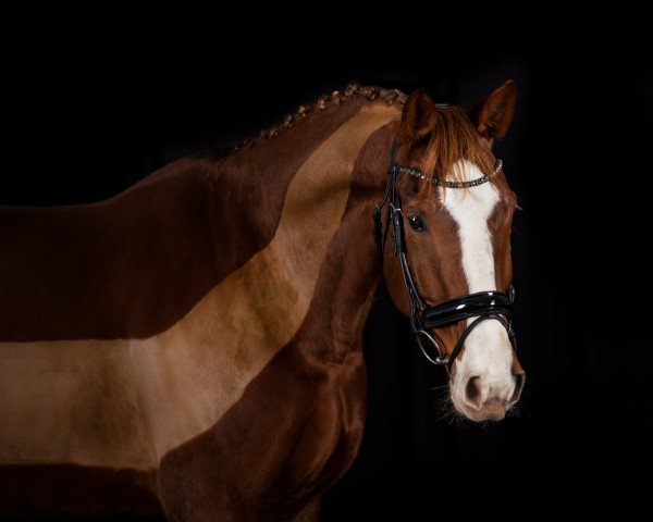 horse Don Germain CG (Oldenburg, 2014, from Don Diamond)