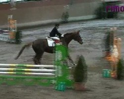 jumper Pamina 281 (Westphalian, 1995, from Primero)
