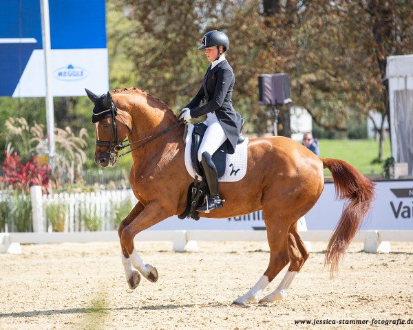 dressage horse Quintus (Westphalian, 2008, from Quaterback)