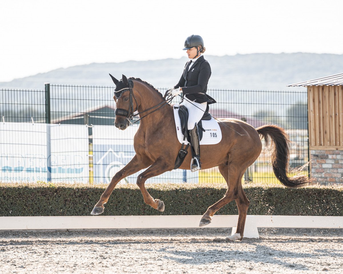 Cavallo da Dressage Bernstein 117 (Oldenburger, 2013, di Callaho's Benicio)