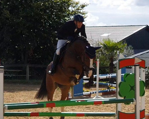 jumper Point Blue (German Sport Horse, 2017, from Peppermint Blue)