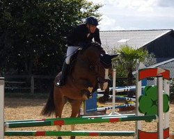 jumper Point Blue (German Sport Horse, 2017, from Peppermint Blue)