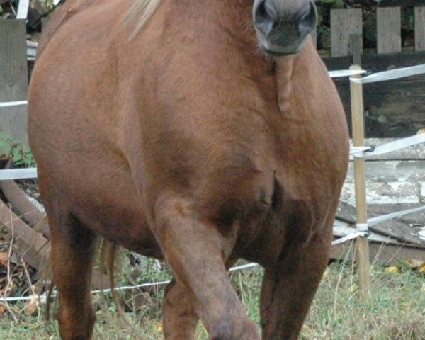 horse Max 1390 (Jütländer, 1985, from Gorm)