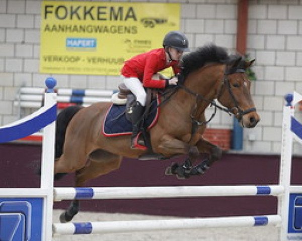 Springpferd Orchid's Atilla (Niederländisches Pony, 2011, von Orchid's Cestanii) Springpferd Orchid's Atilla (Niederländisches Pony, 2011, von Orchid's Cestanii)