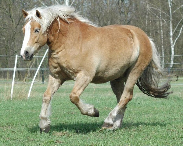 dressage horse Snoopy (Haflinger, 2007, from Stefan (3,91% ox))