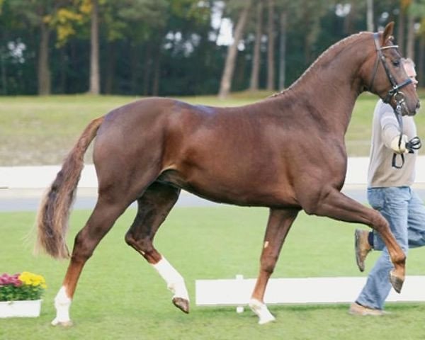 dressage horse Tailormade Red Rebel (Oldenburg, 2005, from Blue Hors Romanov)