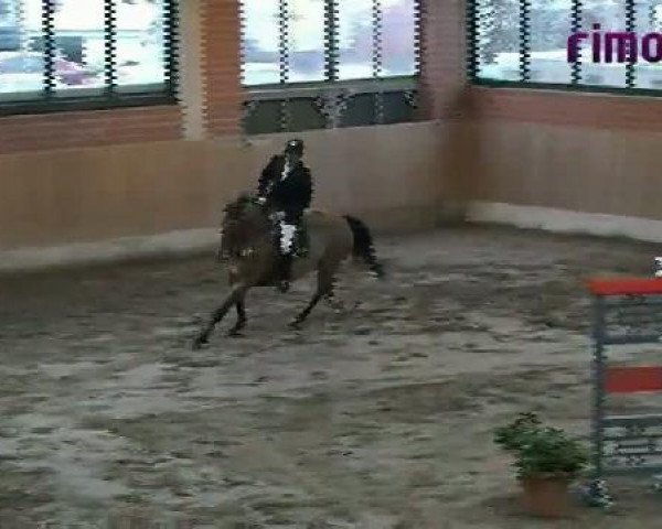 broodmare Acajou 52 (Oldenburg, 2000, from Azett)