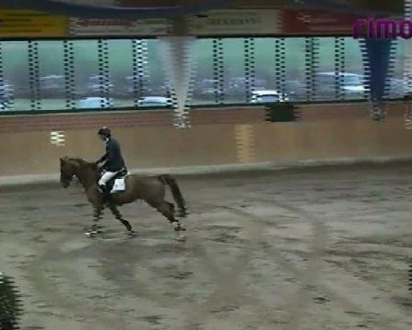 Springpferd Simply Almund (Hessisches Warmblut, 2005, von St Almund HB II)