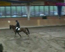 jumper Simply Almund (Hessian Warmblood, 2005, from St Almund HB II)