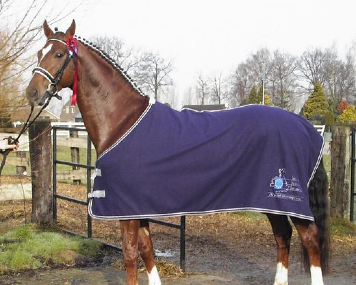 Deckhengst Razotti (Oldenburger, 2005, von Glock´s Romanov)