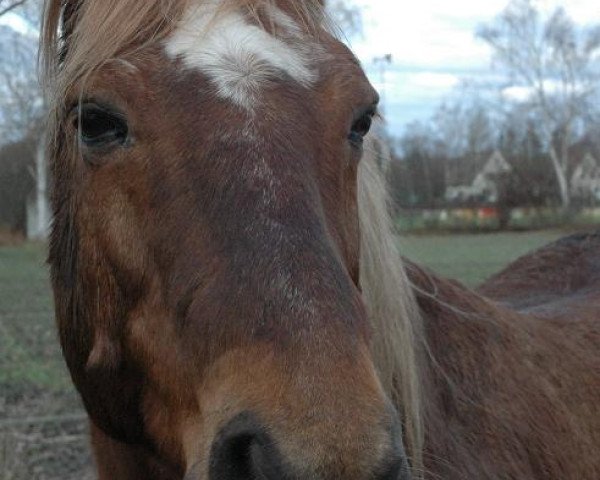 horse Max 1391 (Jütländer, 1985)