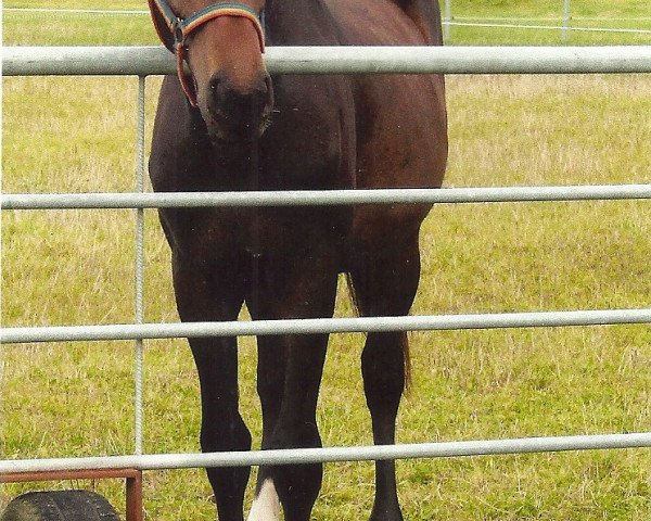 broodmare Don Röschen (German Sport Horse, 2006, from Don Aparte)