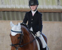 dressage horse Wakando 5 (Dutch Harness Horse/Tuigpaard, 2000, from Wester Aikema's Nando)