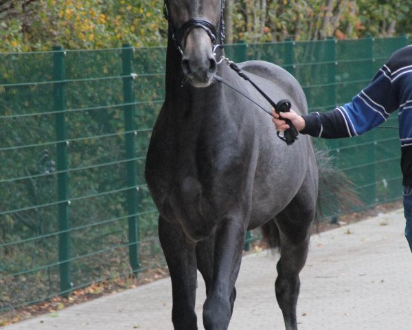 Pferd Braunsberg (Westfale, 2009, von Balou du Rouet)