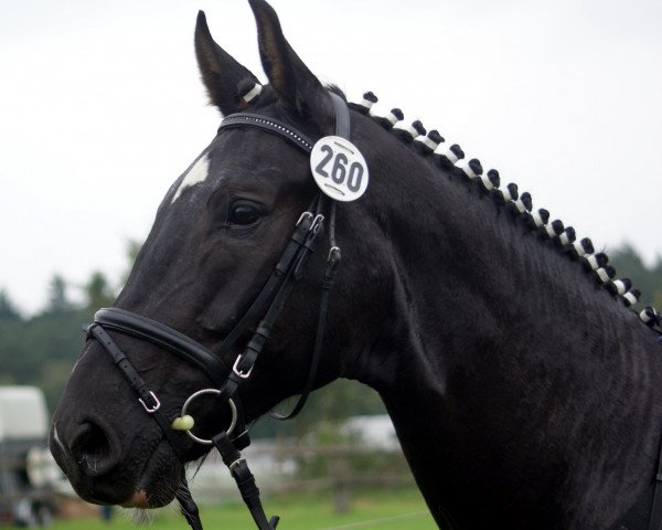 jumper Goodbye Limits (Westphalian, 2006, from Godolphin)