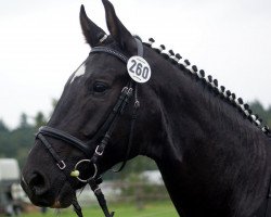 jumper Goodbye Limits (Westphalian, 2006, from Godolphin)