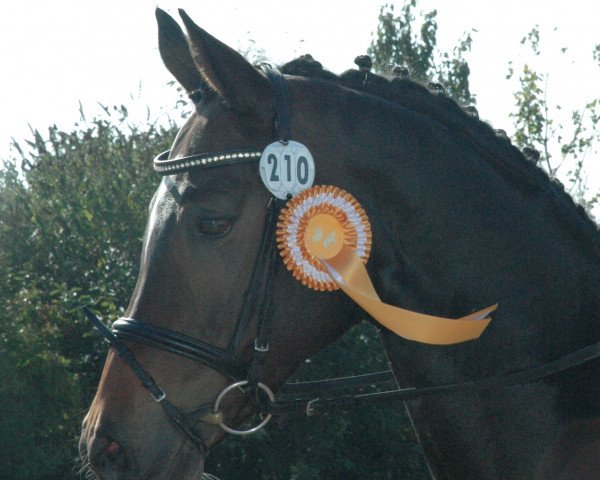 broodmare Ravie de Joie (Rhinelander, 2002, from Rossignol)