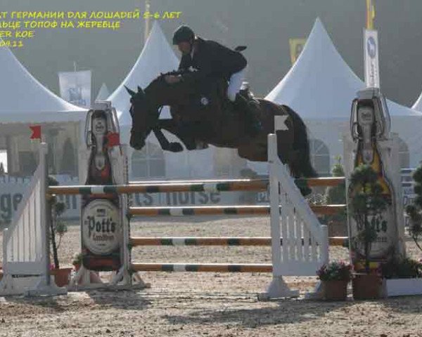 Springpferd Star Fighter KOE (Hannoveraner, 2006, von Stalypso)