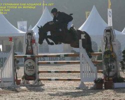 Springpferd Star Fighter KOE (Hannoveraner, 2006, von Stalypso)