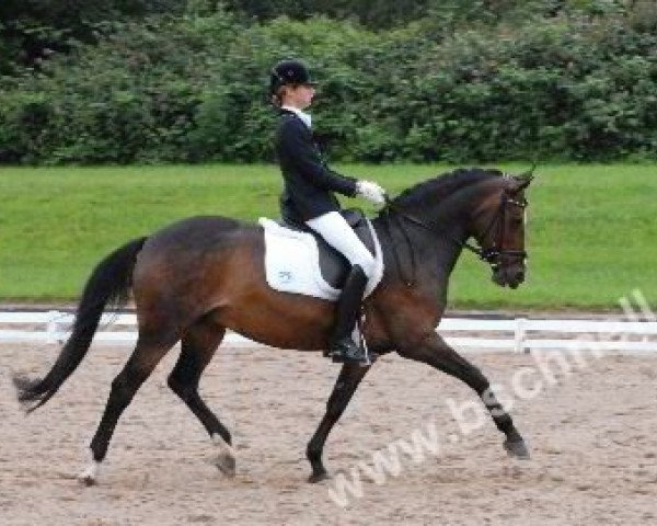 broodmare Maharani (German Riding Pony, 1994, from Mon Coeur) broodmare Maharani (German Riding Pony, 1994, from Mon Coeur)