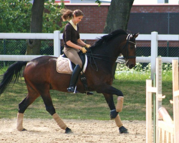 horse Dulcio 2 (Hanoverian, 1996, from Davignon I)