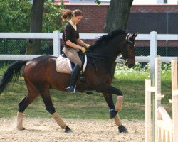 horse Dulcio 2 (Hanoverian, 1996, from Davignon I)
