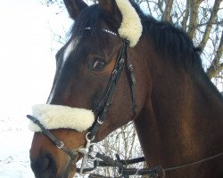 jumper Amadeus760 (Westphalian, 2002, from Asilo xx)