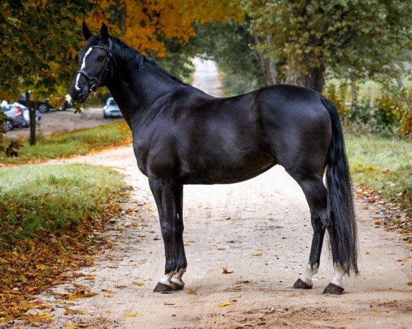 horse Devotion 13 (Oldenburg, 2015, from Danciano)