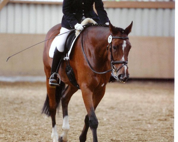 dressage horse Belcanto 30 (Hanoverian, 1999, from Bergkristall)