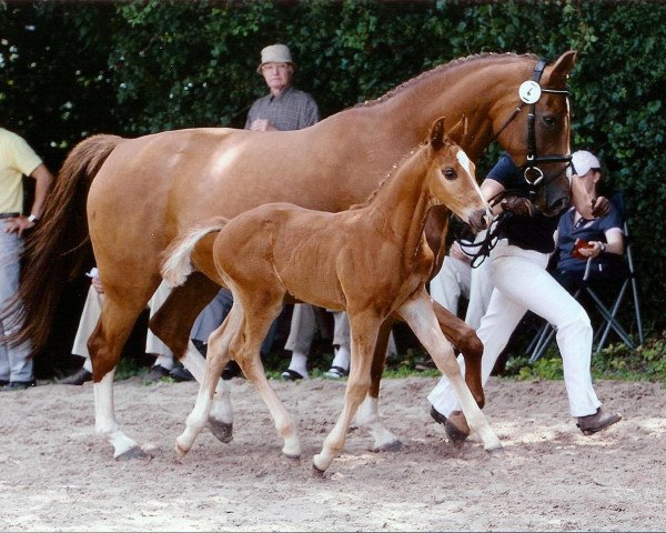 dressage horse Frederico (Westphalian, 2010, from Flores Dream)