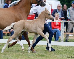 stallion Graciano'S (German Riding Pony, 2022, from Golden Grey NRW)