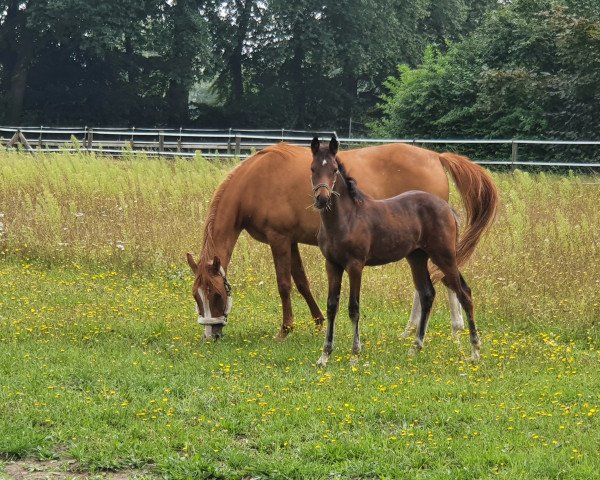 horse Grey Malou'S (German Riding Pony, 2021, from Golden Grey NRW)