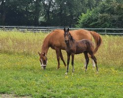 Pferd Grey Malou'S (Deutsches Reitpony, 2021, von Golden Grey NRW)