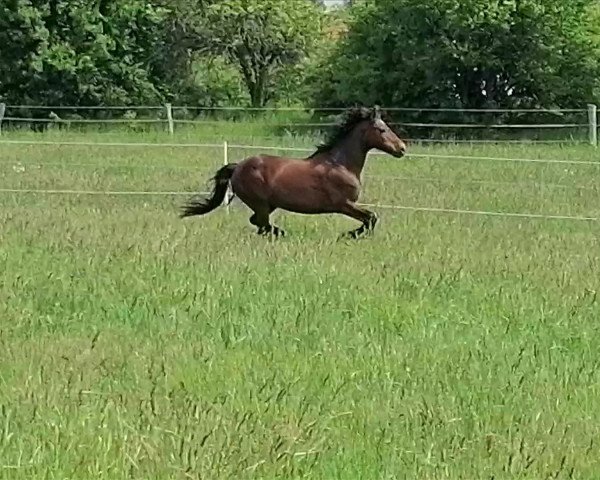 horse Amber van de Mast (Hackney (horse/pony), 2002, from Sunbeam Vulcan)
