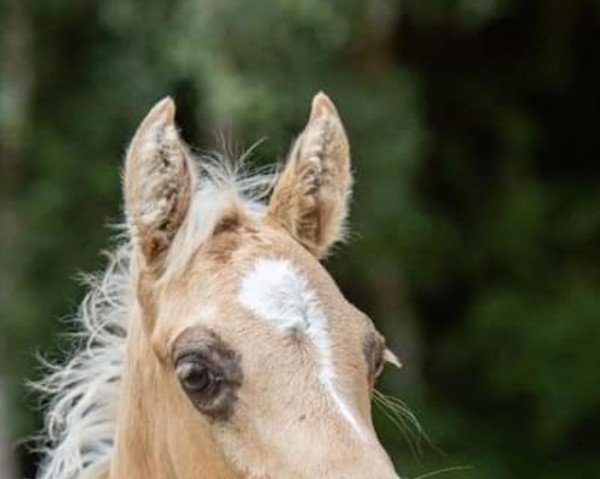 horse Venustas Double Hit (German Riding Pony, 2022, from Double Delight)