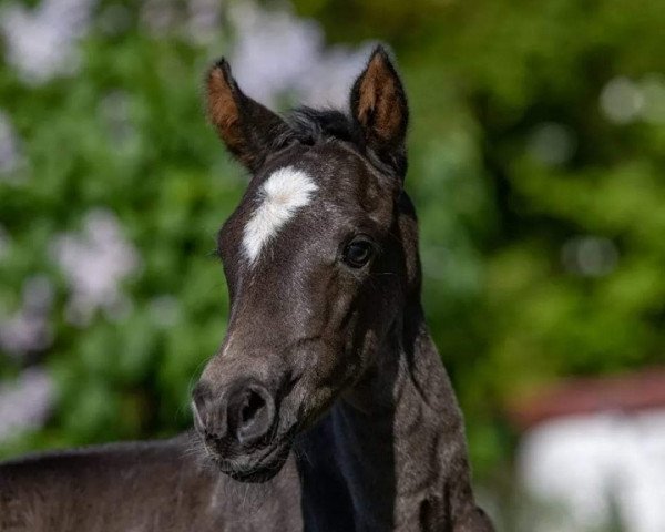 horse Venustas Dyani (German Riding Pony, 2022, from Cayuga San WE)
