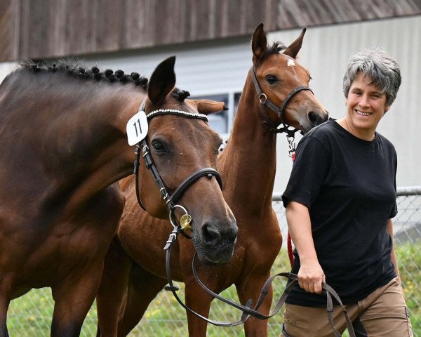 horse Bacary VBB CH (Swiss Warmblood, 2022, from Balou Star)
