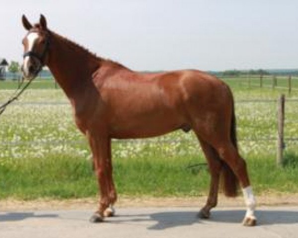dressage horse Filux 2 (Hanoverian, 2006, from Florencio I)