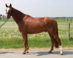 dressage horse Filux 2 (Hanoverian, 2006, from Florencio I)