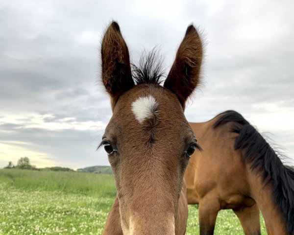 horse Chaccolita M. (Oldenburg show jumper, 2022, from Chaccothage Blue PS)
