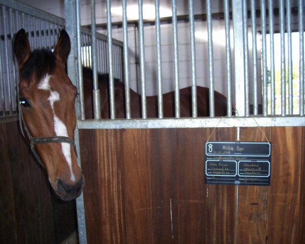 horse Noble Rex (Oldenburg, 1991, from Noble Roi xx)