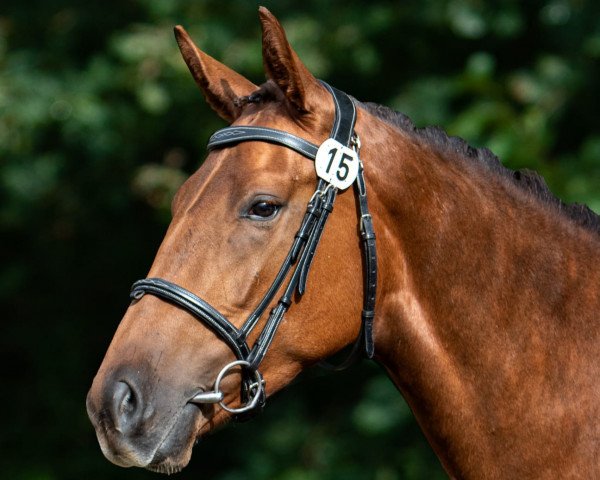 horse Dornrösschen Rosenrost (Hessian Warmblood, 2018, from Dartagnan)
